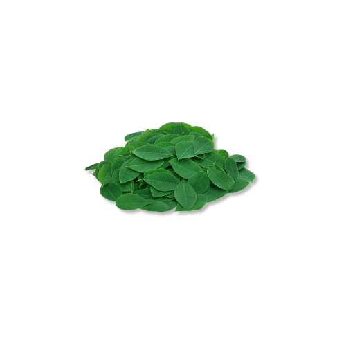 Moringa